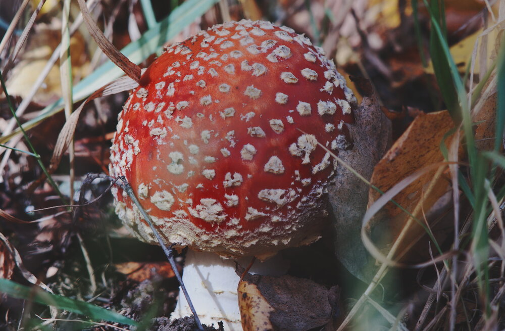 Photograph by Ольга