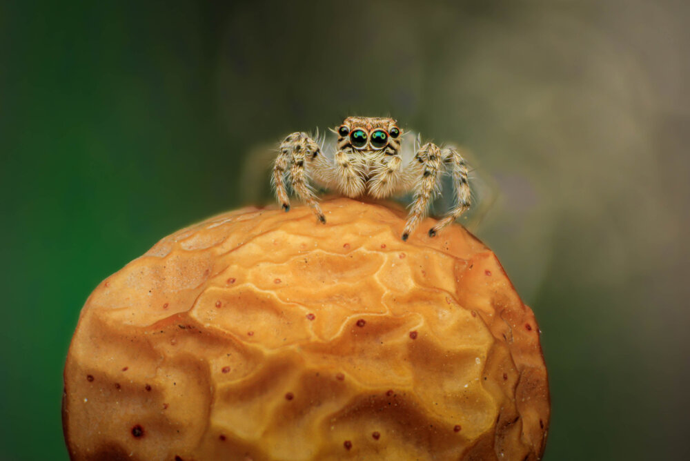 Photograph by Omid Mirshamsi