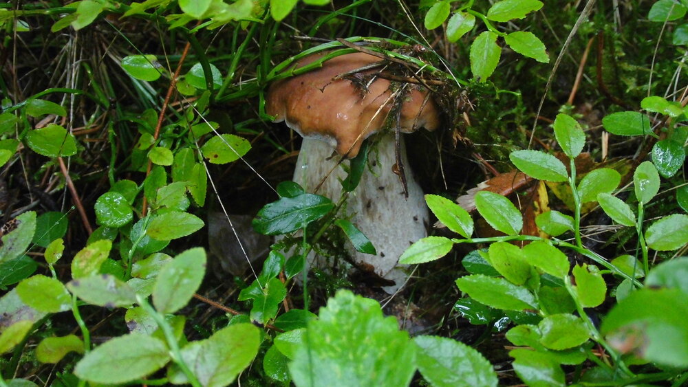 Photograph by Лариса Неудачина