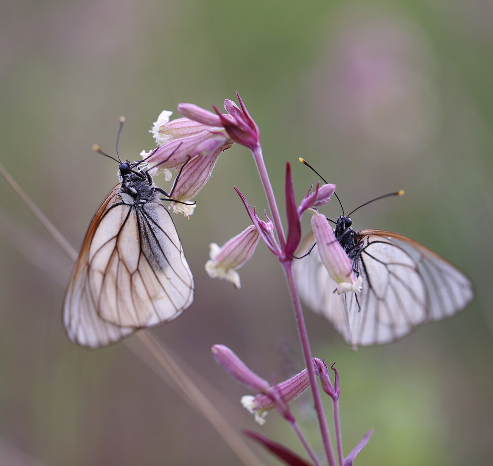 Photograph by Евгения Левина