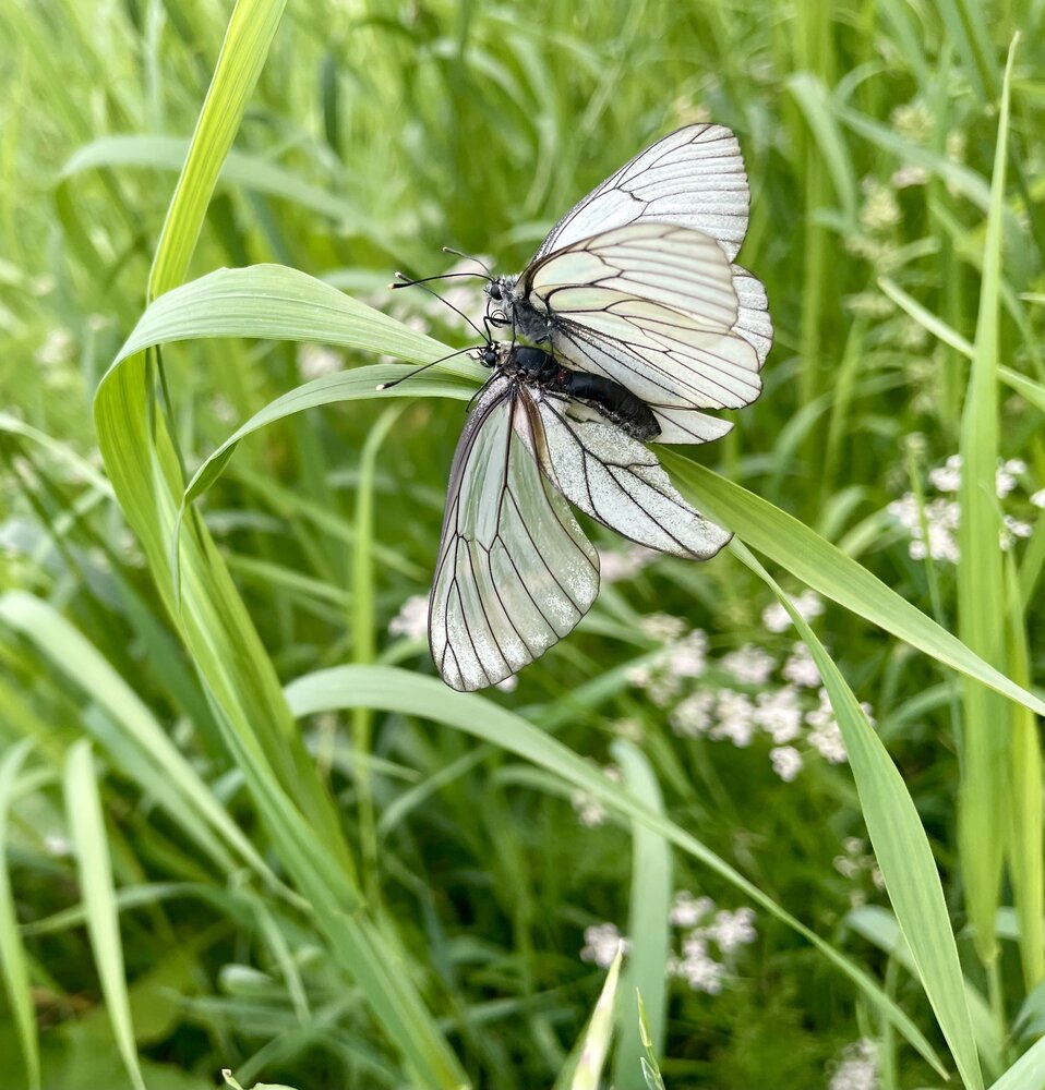 Photograph by Светлана Хохлова