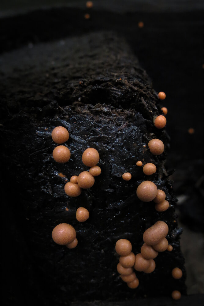 Photograph by Trong Hoang