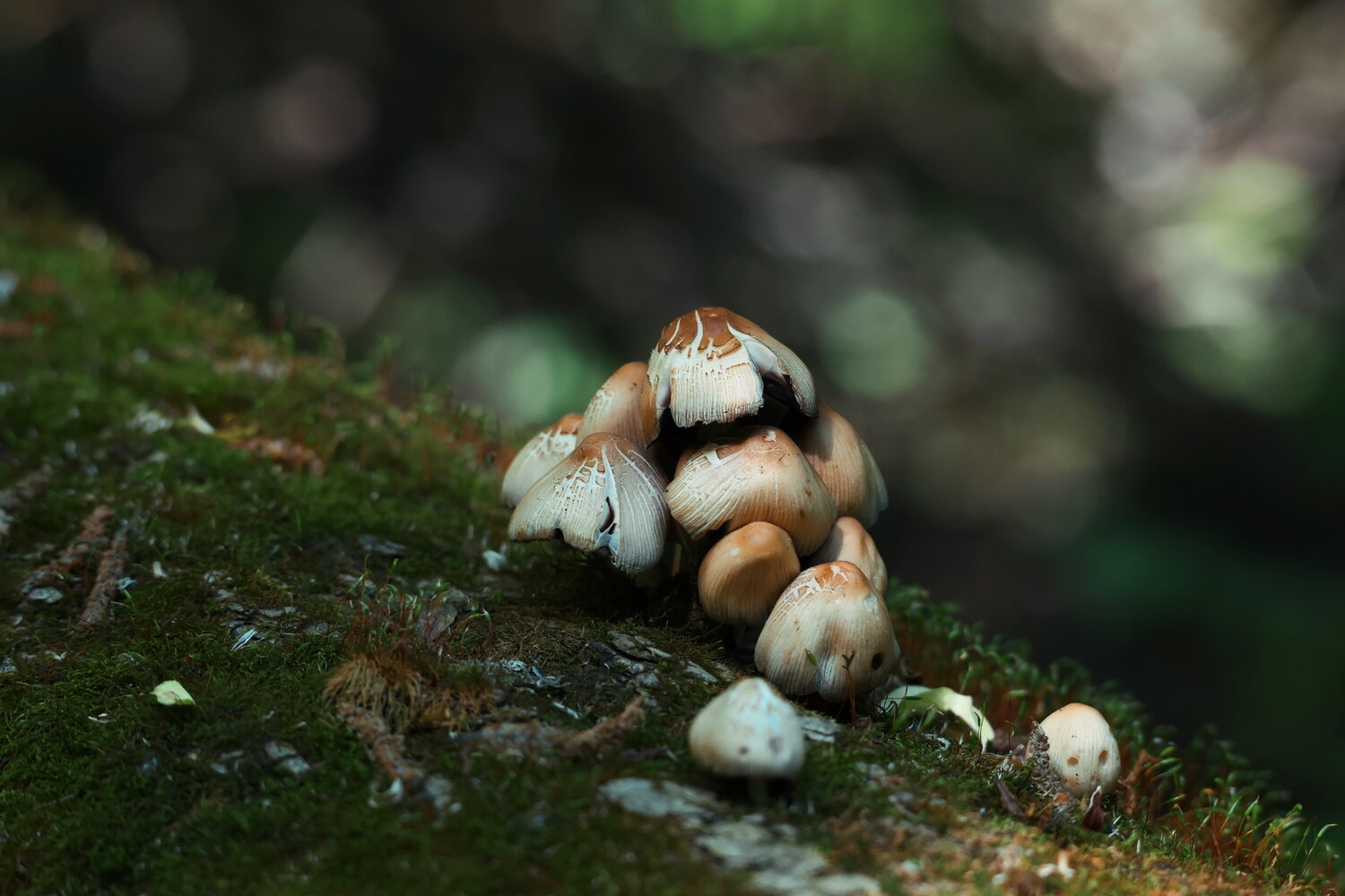 Photo #13914554