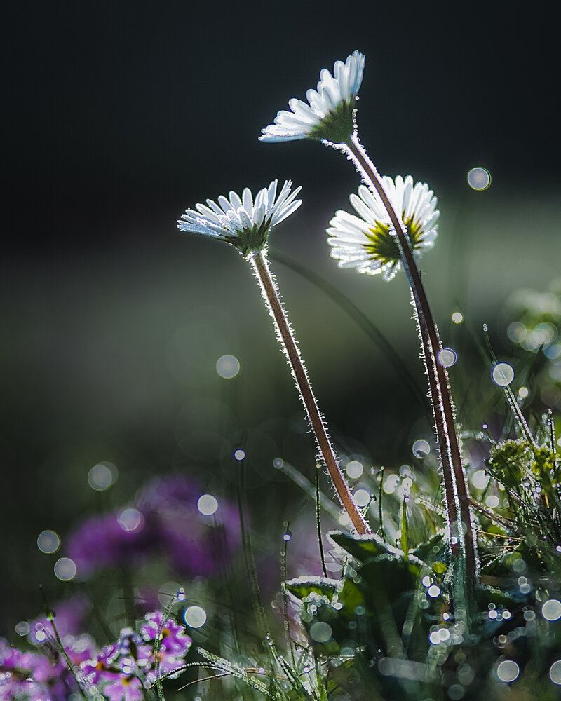Wild flowers