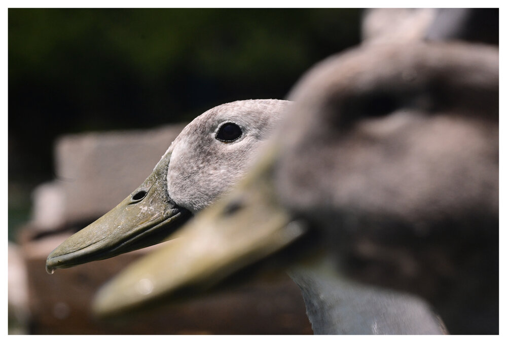 Watchful Bird