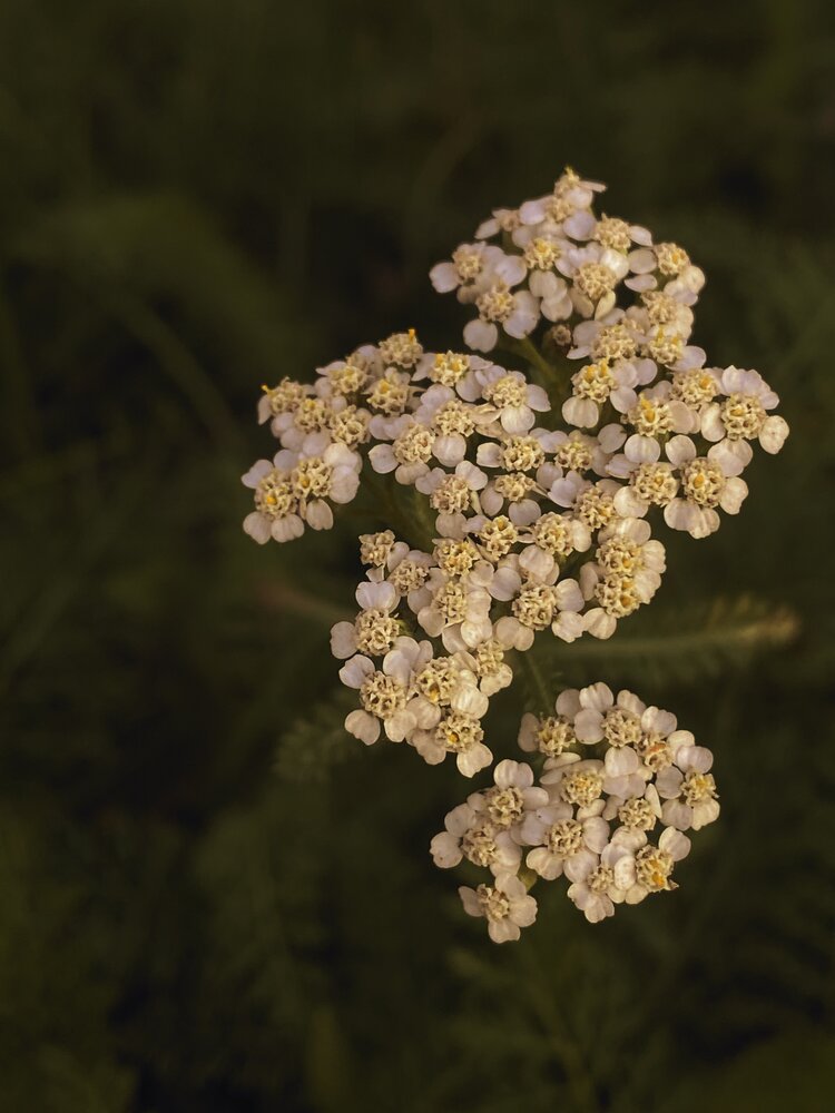 Photograph by Светлана Долганова