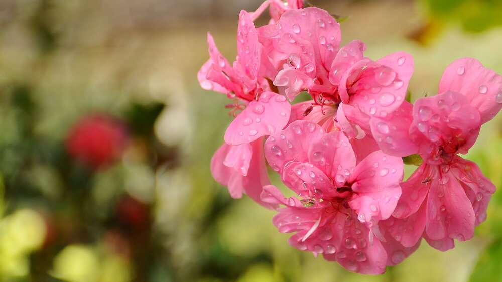 Pink geranium