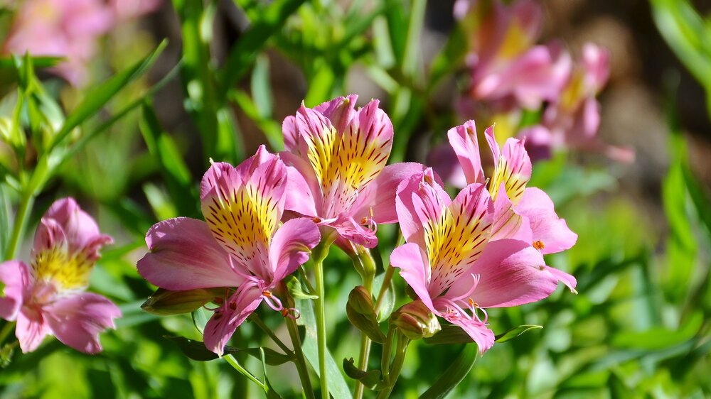 Peruvian Lilies
