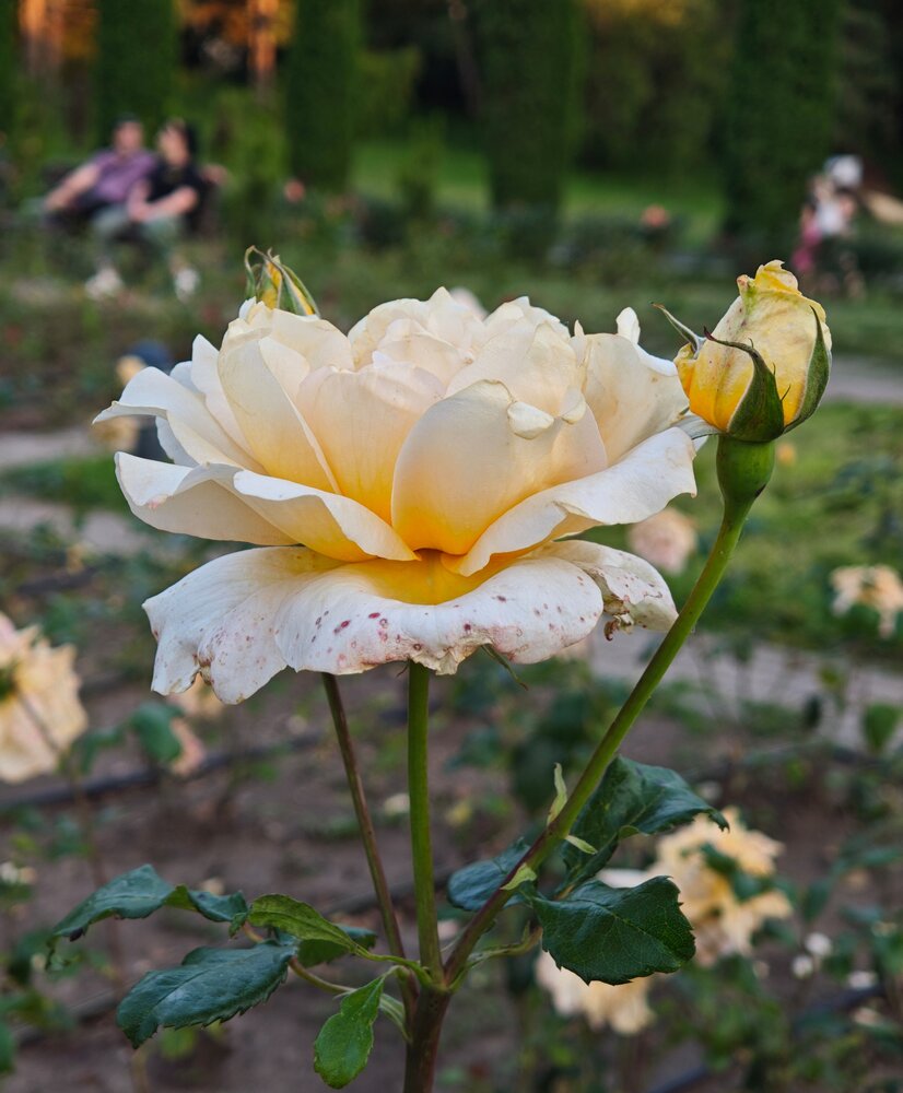 Photograph by Семенцова Юлия