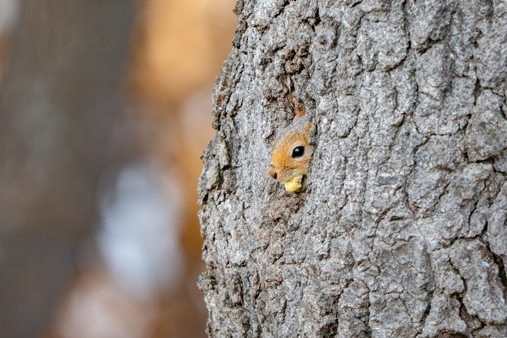 Caucasian squirrel