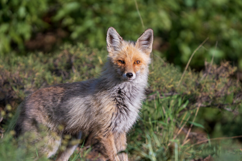 Red Fox