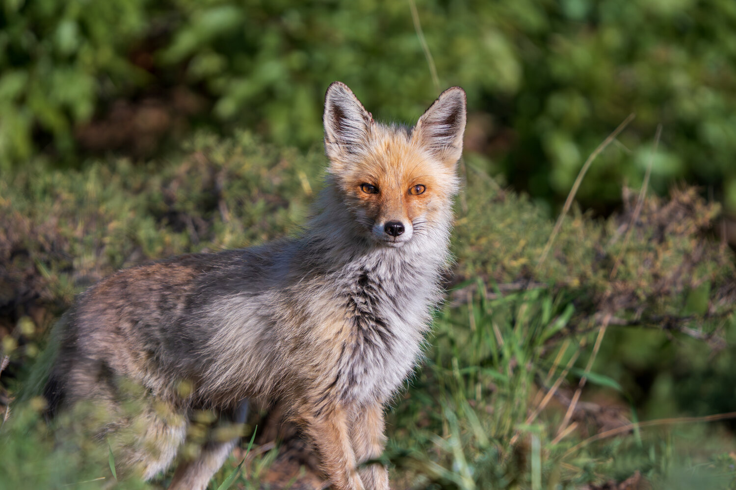 Red Fox