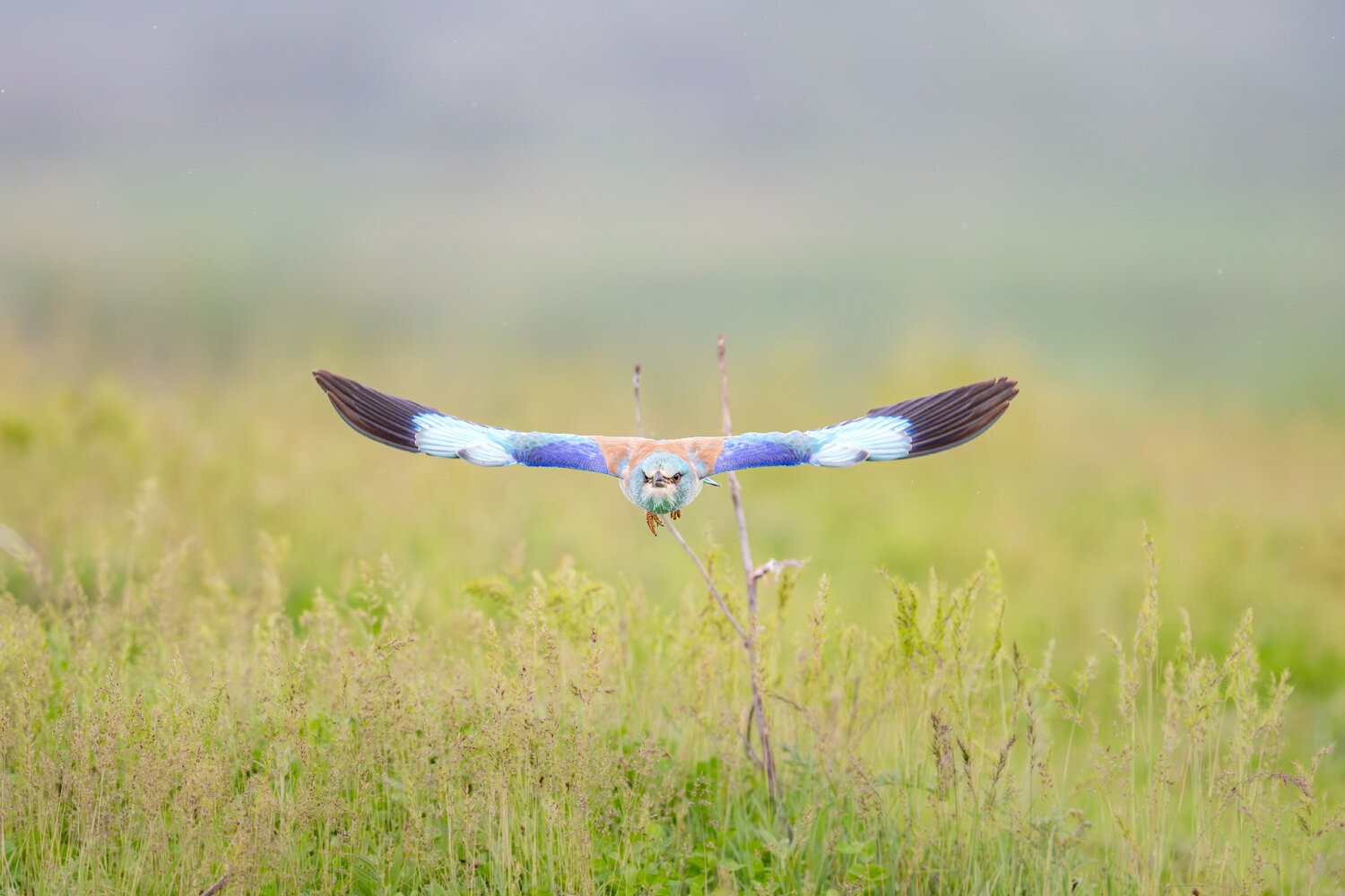 European Roller