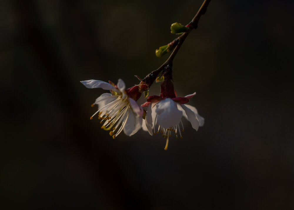Photograph by Ирина Масальская