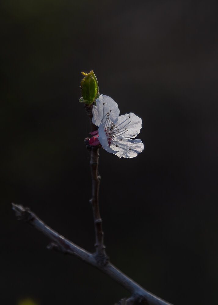 Photograph by Ирина Масальская