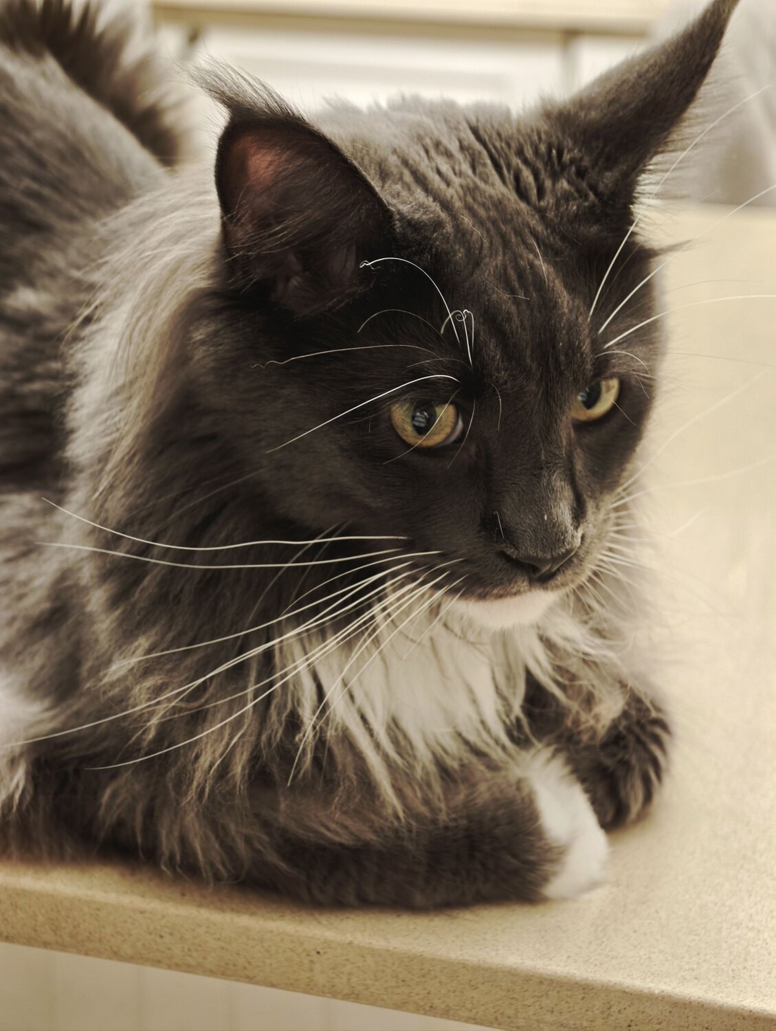 Photo #13914922