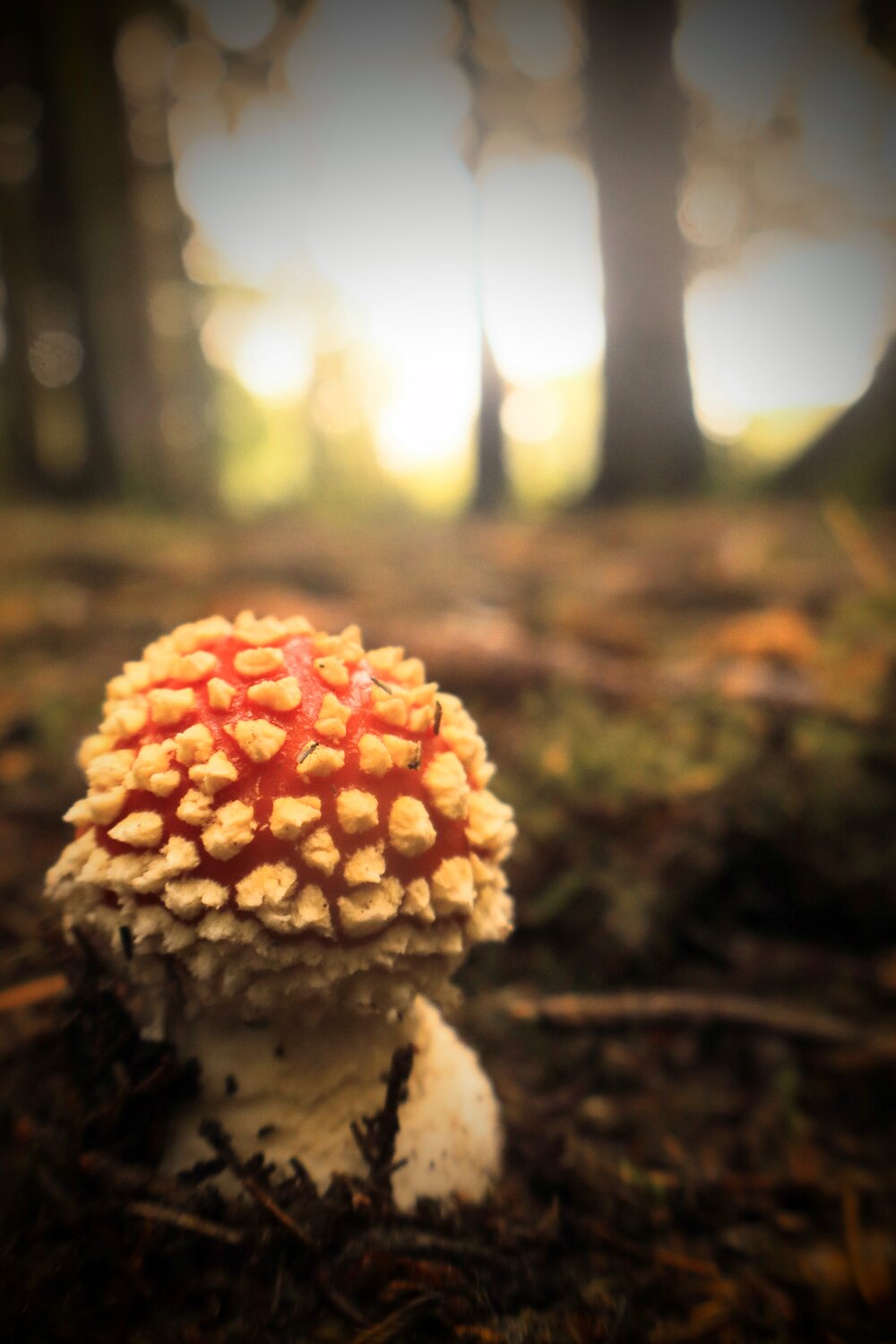 Photo #13914924