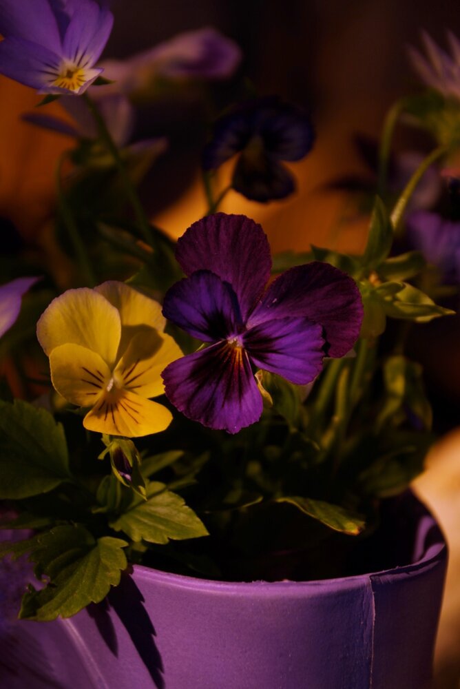 Photograph by Юлия Тимофеева