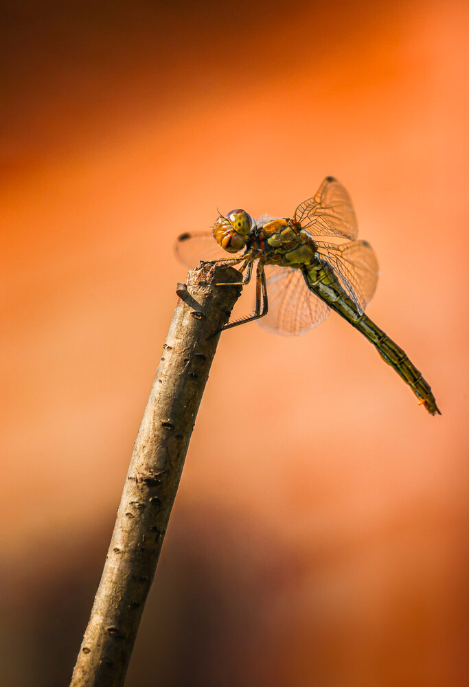 Photograph by Альфия Галеева