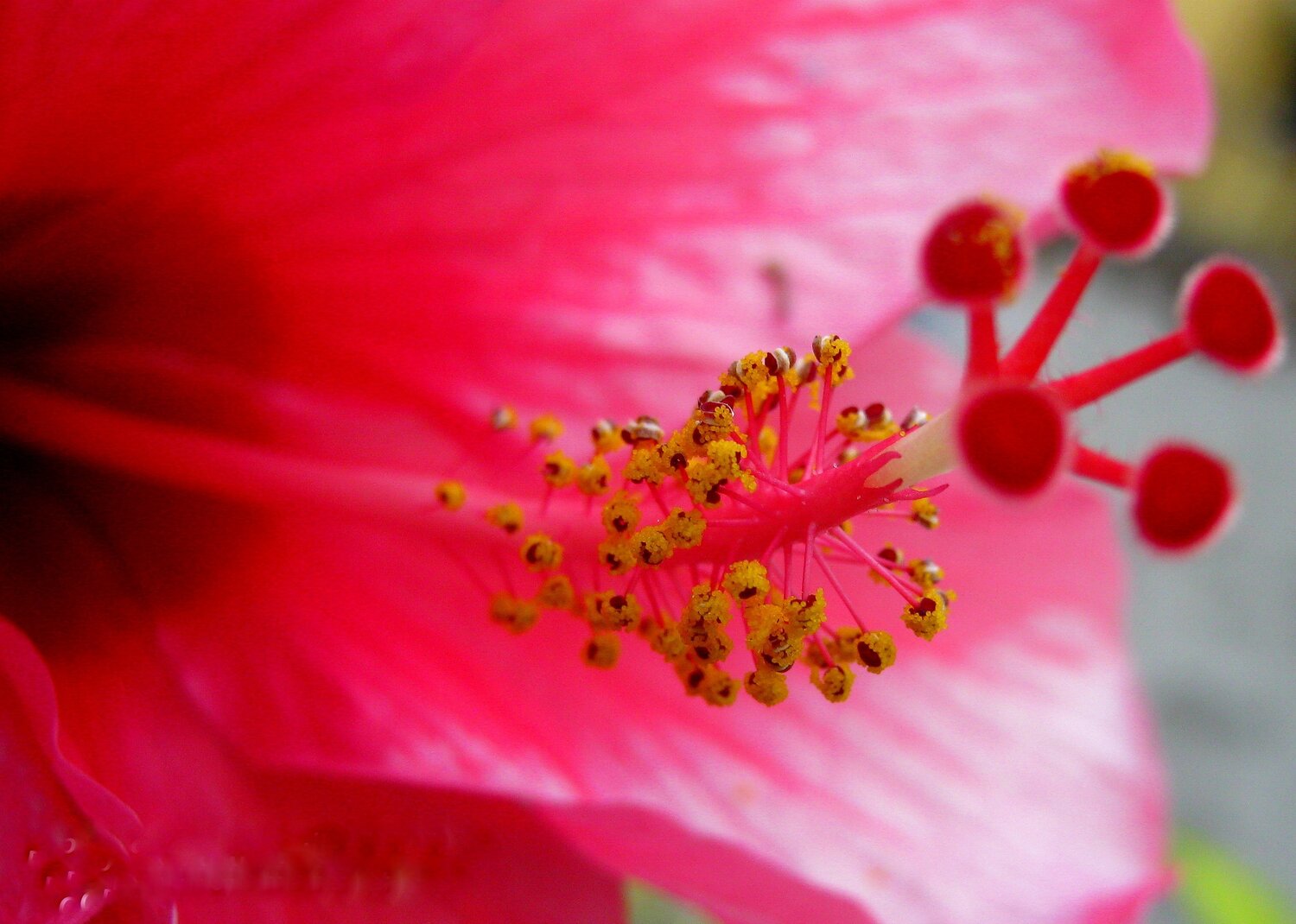 ID:  Pink Hibiscus flower