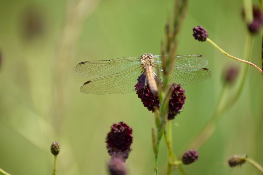 Photograph by Альбина Рамилевна