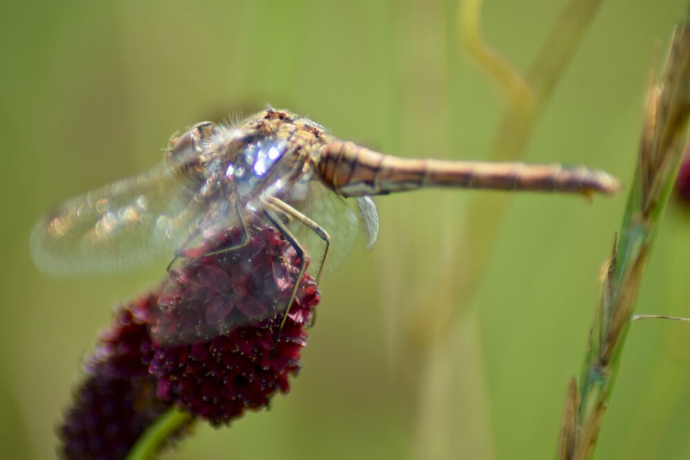 Photograph by Альбина Рамилевна