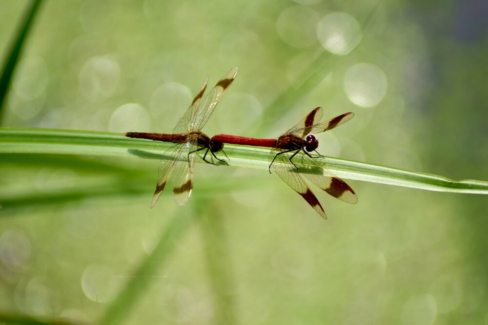 Photograph by Альбина Рамилевна