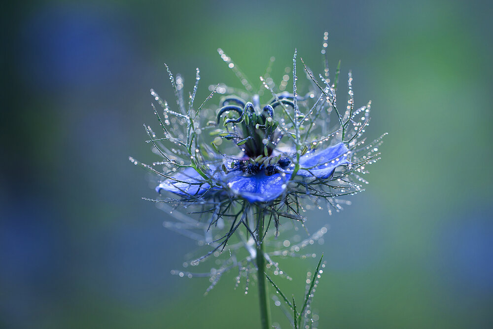 Photograph by Инна Сухова