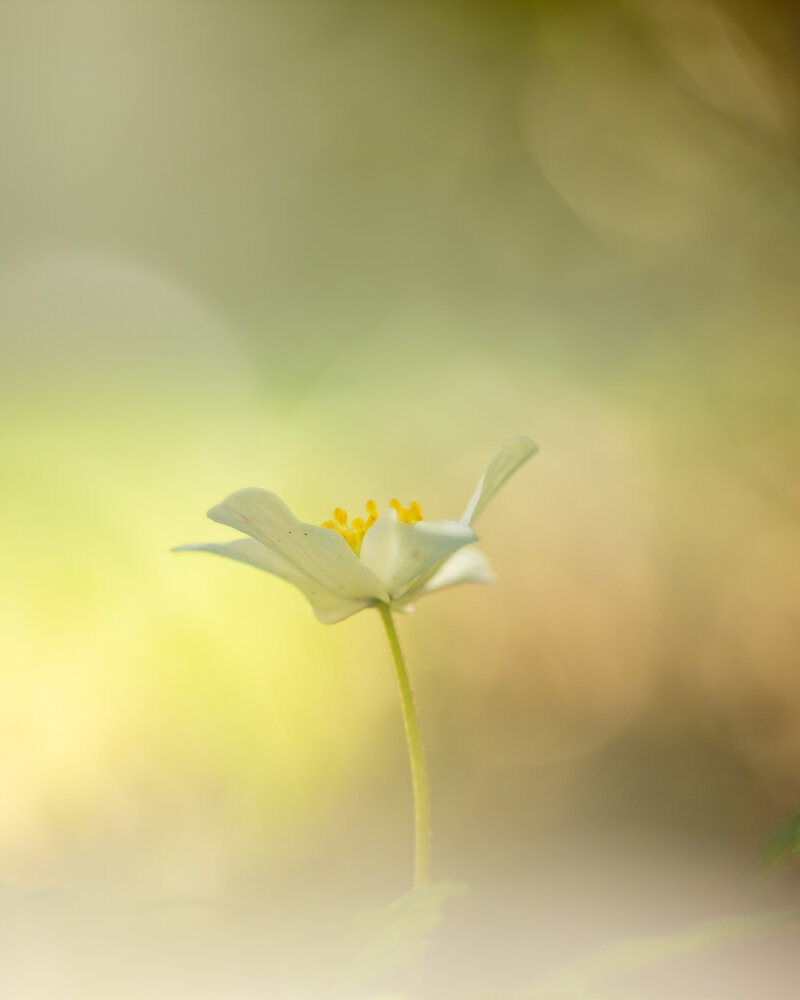 Photograph by Ed van der Reek