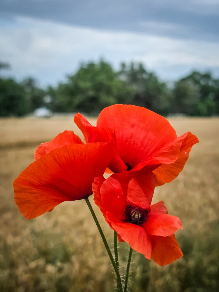 Photograph by Галина Шаститко