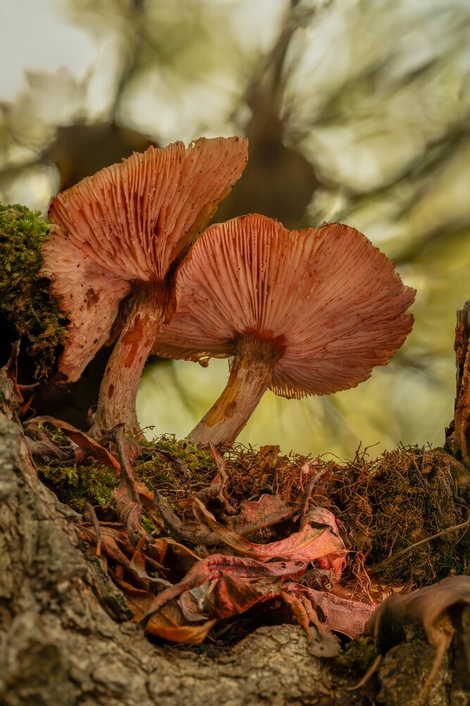 Photograph by Ed van der Reek