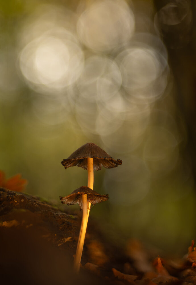 Photograph by Ed van der Reek