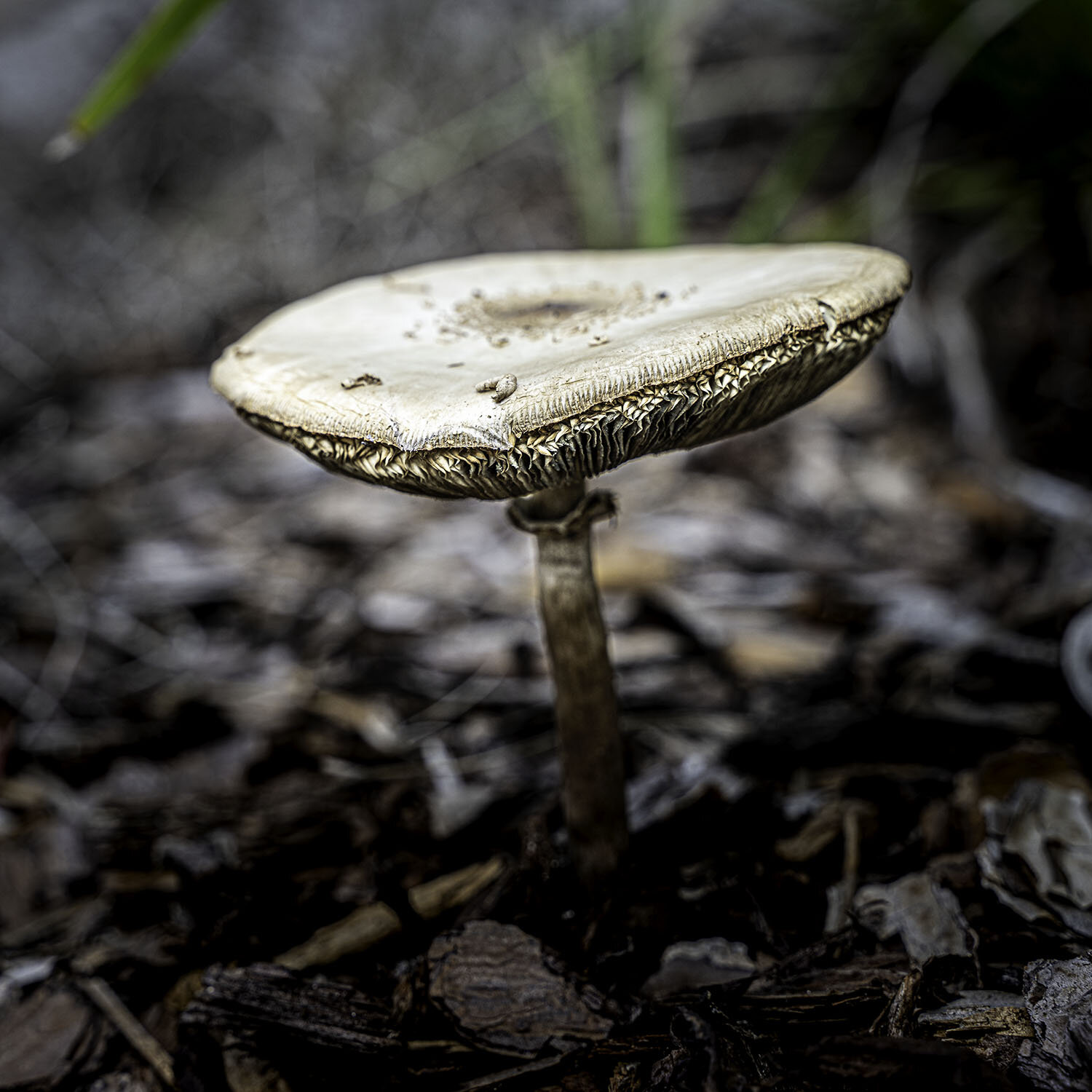 Photo #13915055