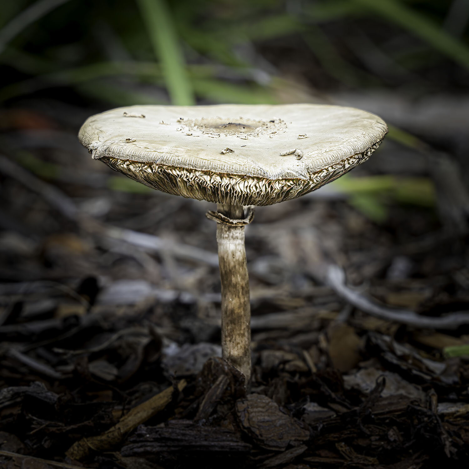 Photo #13915056
