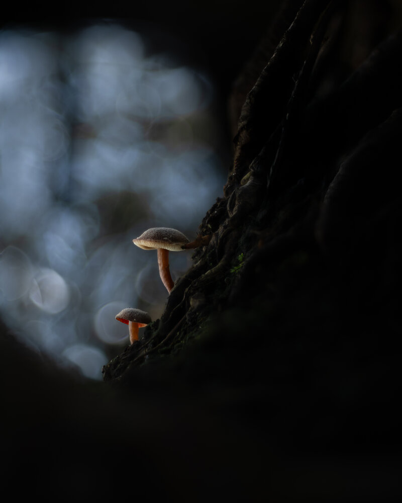 Photograph by Ed van der Reek