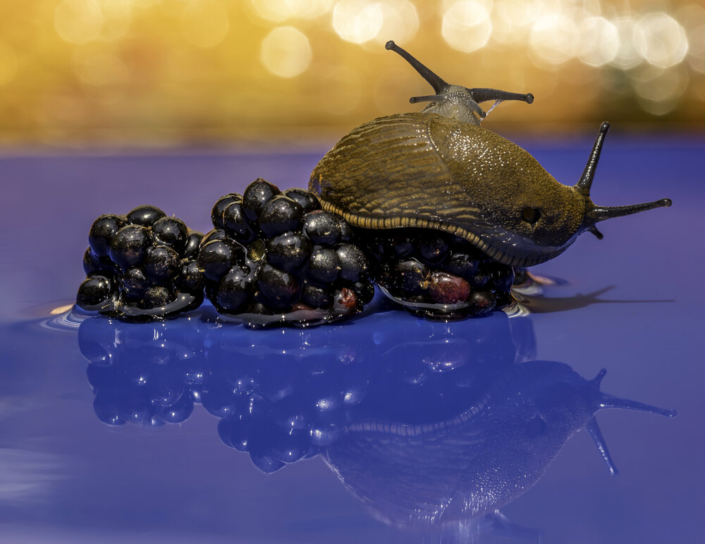 Photograph by Ed van der Reek