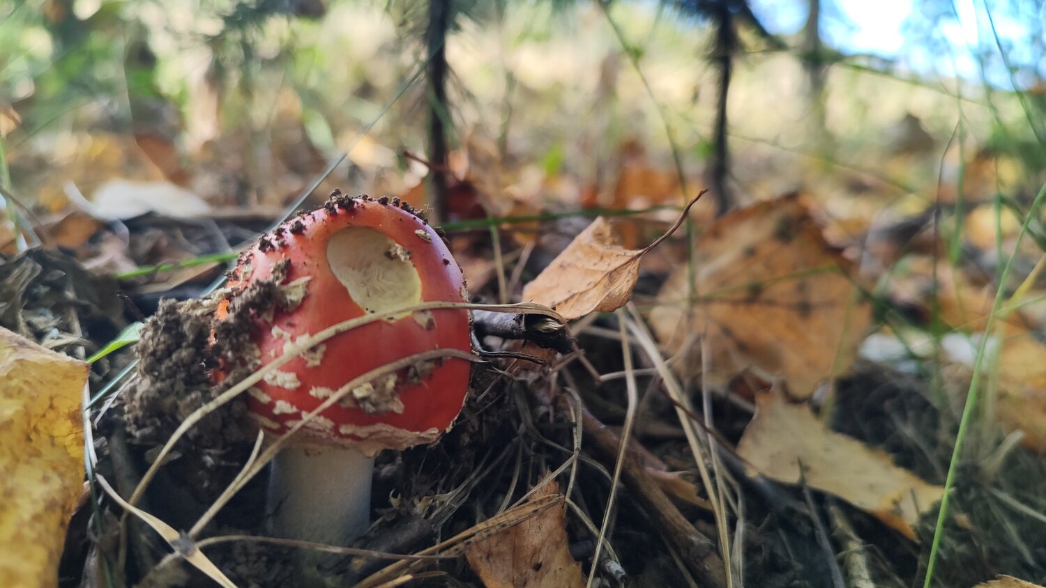 Photo #13915140