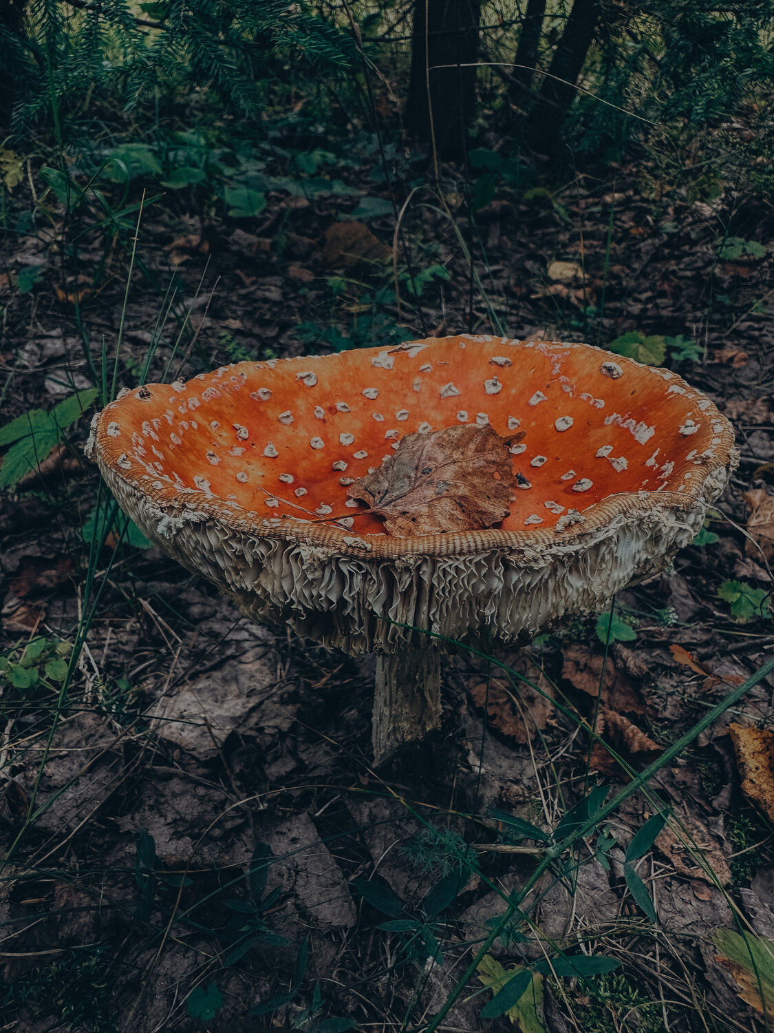 Photo #13915151