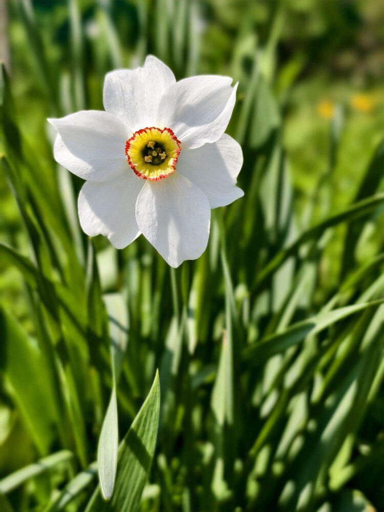 Photograph by Елена Оборник