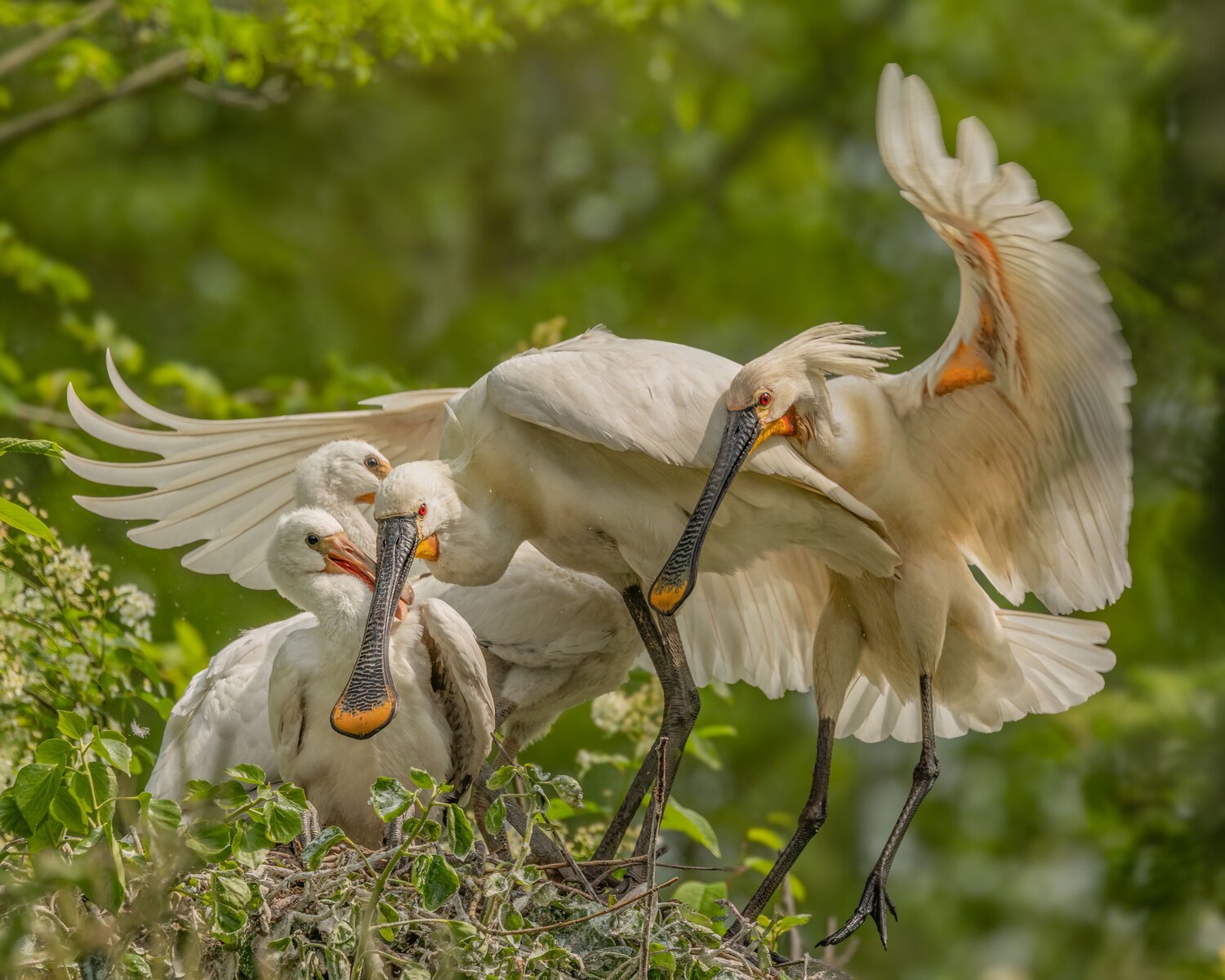 Spoonbills with offspring