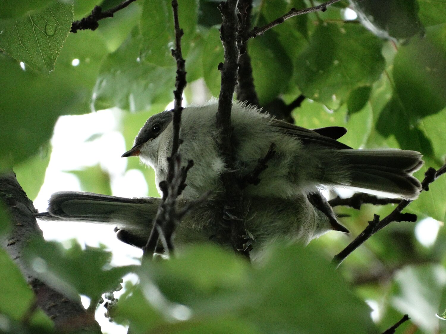 Photo #13915255