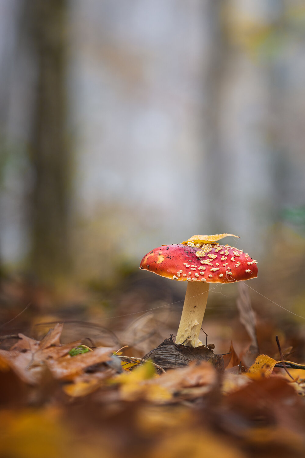 Photo #13915308
