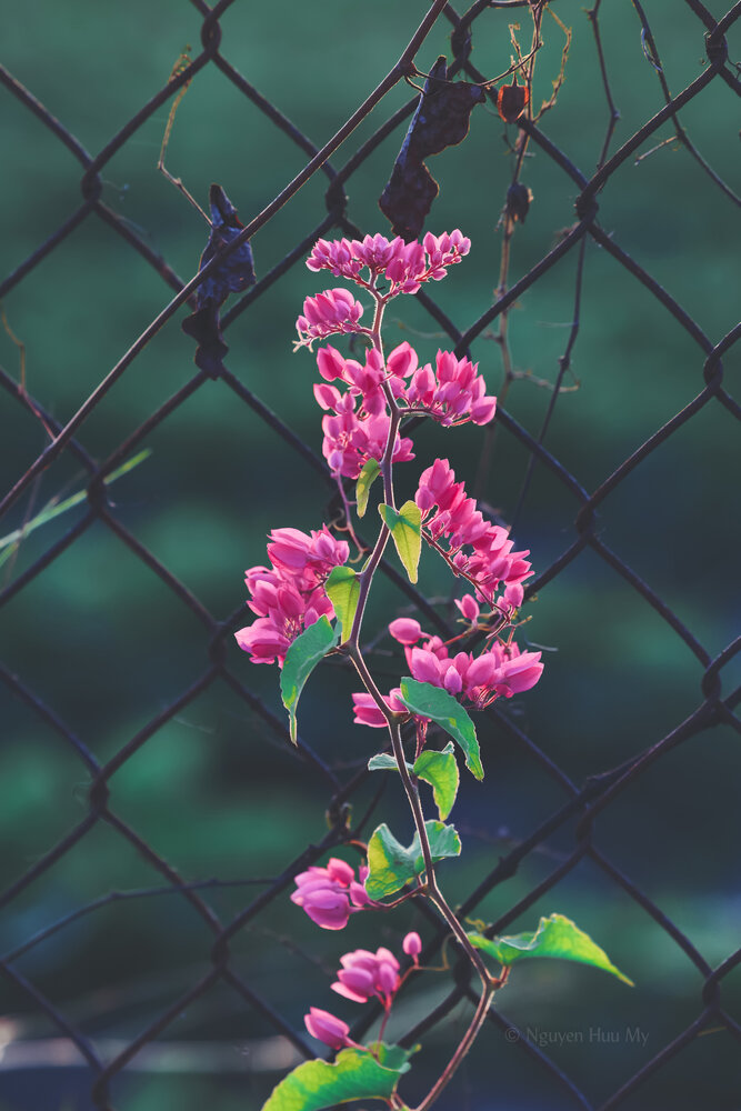 Photograph by Mỹ Nguyễn