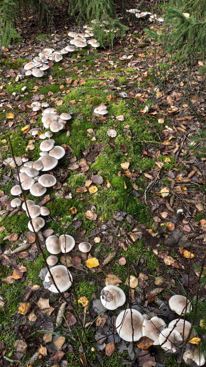 Photo #13915344