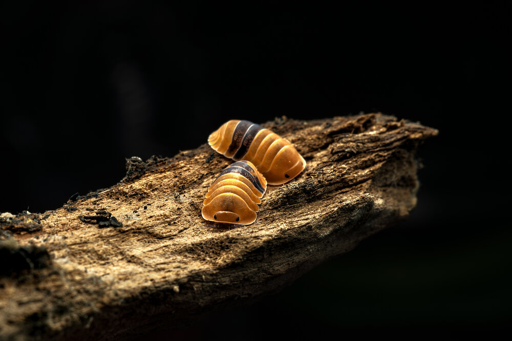 The Amber Dialogue atau Synchronized Steps