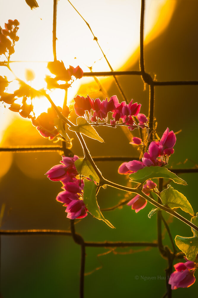 Photograph by Mỹ Nguyễn