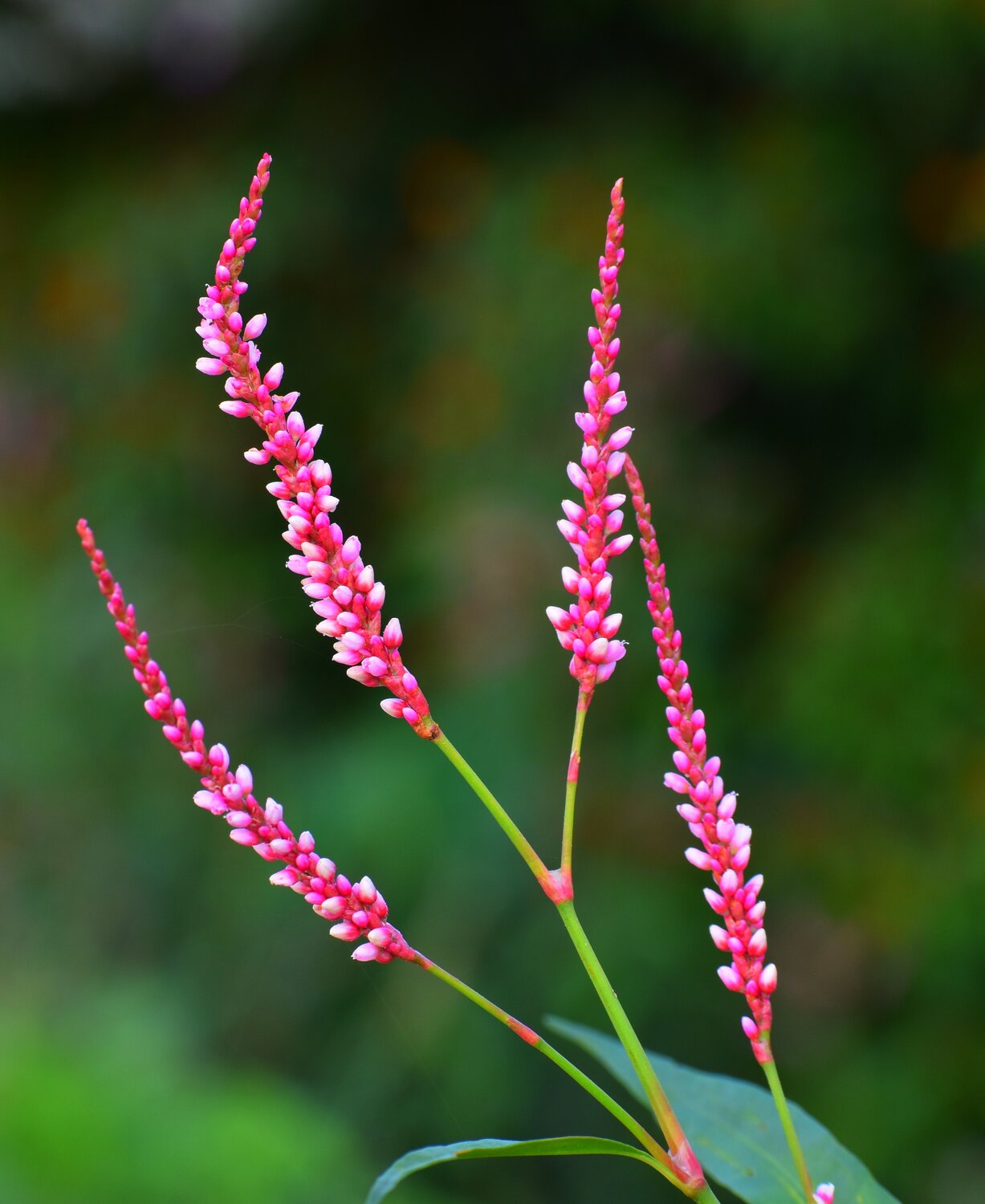 Persicaria longiseta flower