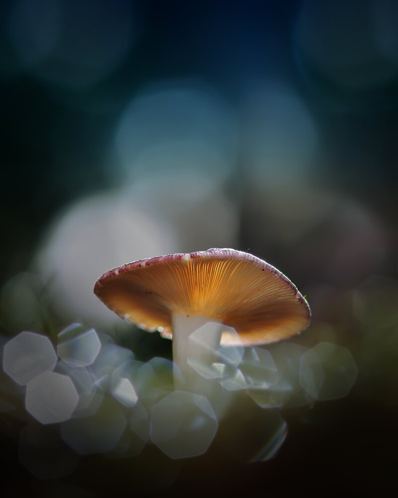 Photograph by muhamad firman