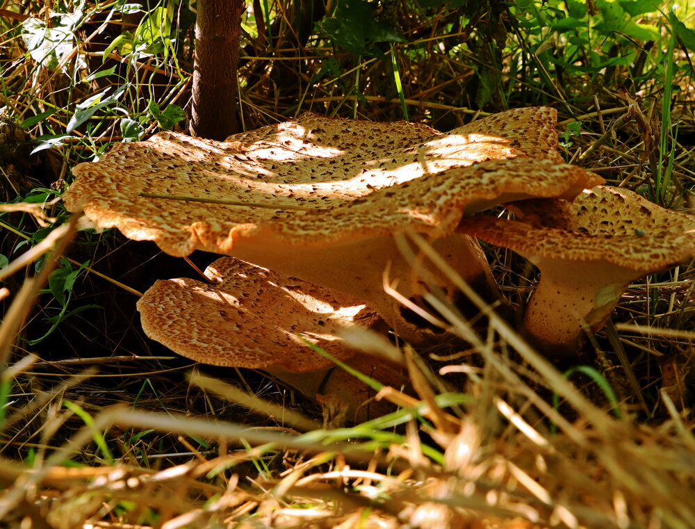 Photograph by Куленко Игорь