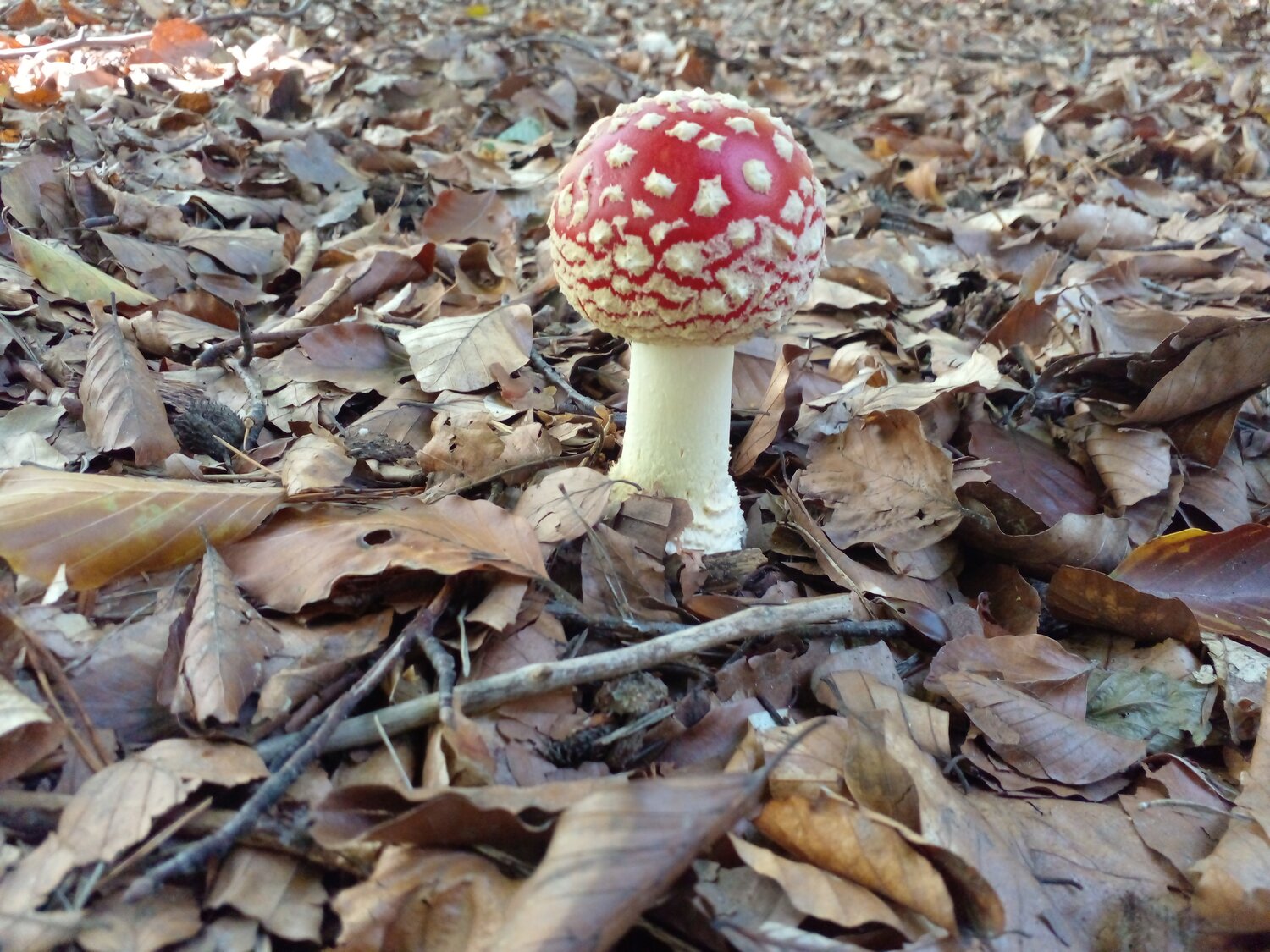 Photo #13915539